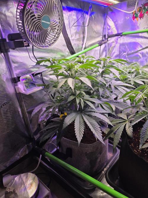 Slurricane #7 S1. Week 7