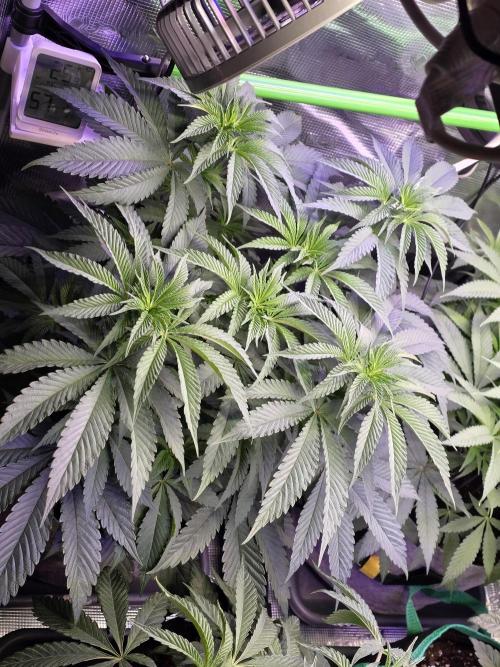 Slurricane #7 S1. Week 7