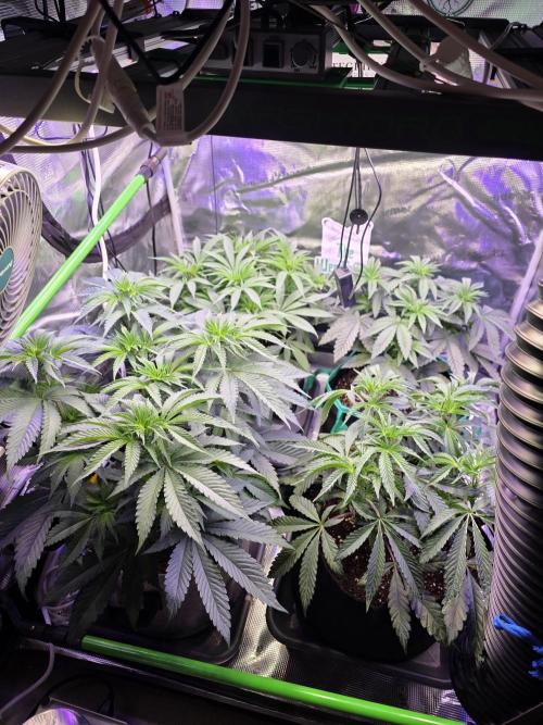 Slurricane #7 S1. Week 7