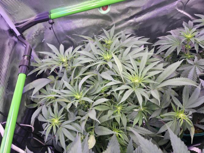 💙 Bubble's Blueberry F4. Week 8