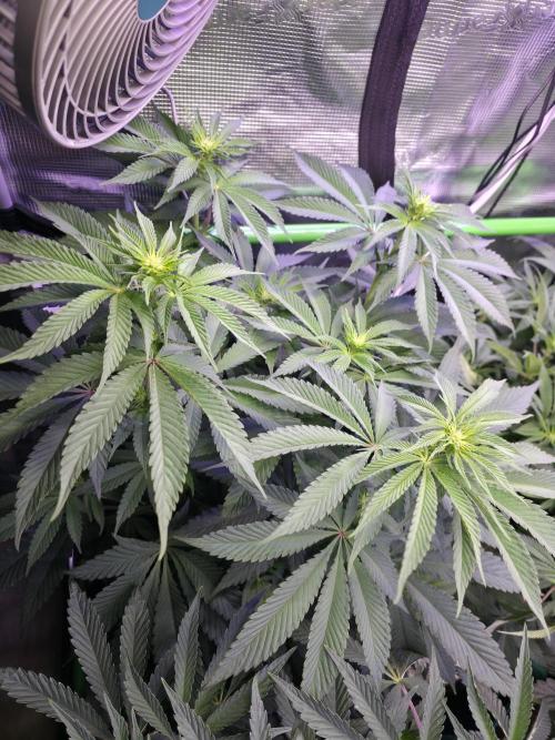 Slurricane #7 S1. Week 8