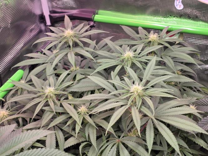 💙 Bubble's Blueberry F4. Week 9