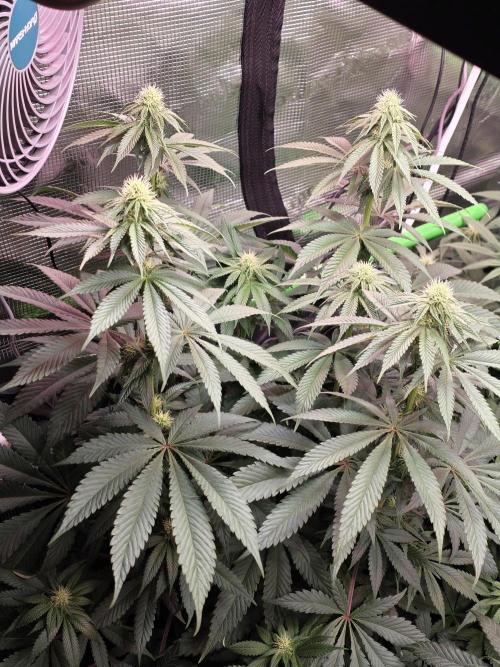 Slurricane #7 S1. Week 9
