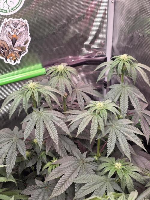 🌲🍒Cherry Crisp (Voting Winner). Week 9