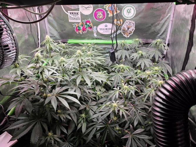 🌲🍒Cherry Crisp (Voting Winner). Week 9