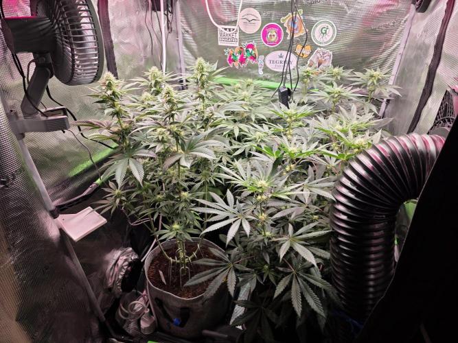 Slurricane #7 S1. Week 9