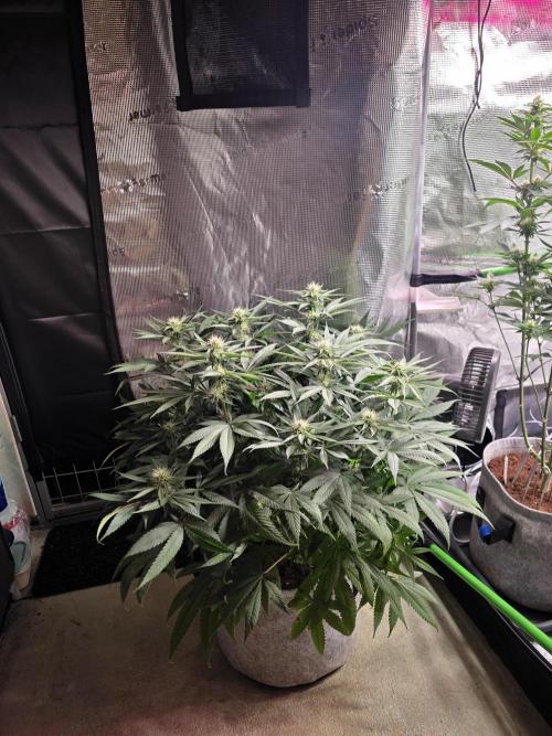 💙 Bubble's Blueberry F4. Week 9 - BW 3 Tag 4