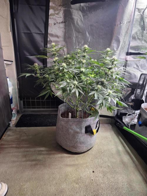 💙 Bubble's Blueberry F4. Week 9 - BW 3 Tag 4