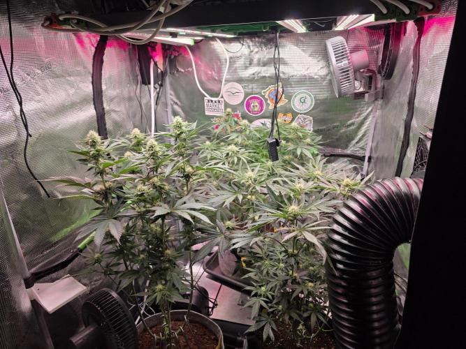 Bubble's Blueberry . Week 9