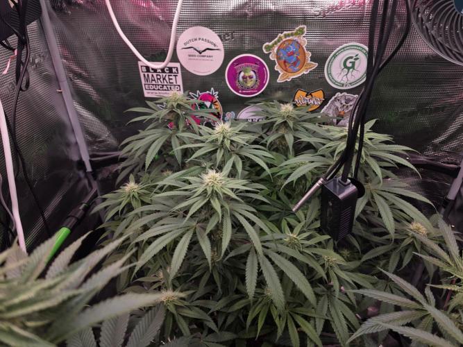 💙 Bubble's Blueberry F4. Week 10