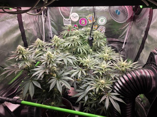 💙 Bubble's Blueberry F4. Week 10