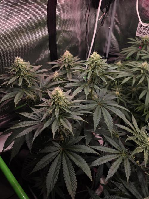 Slurricane #7 S1. Week 10
