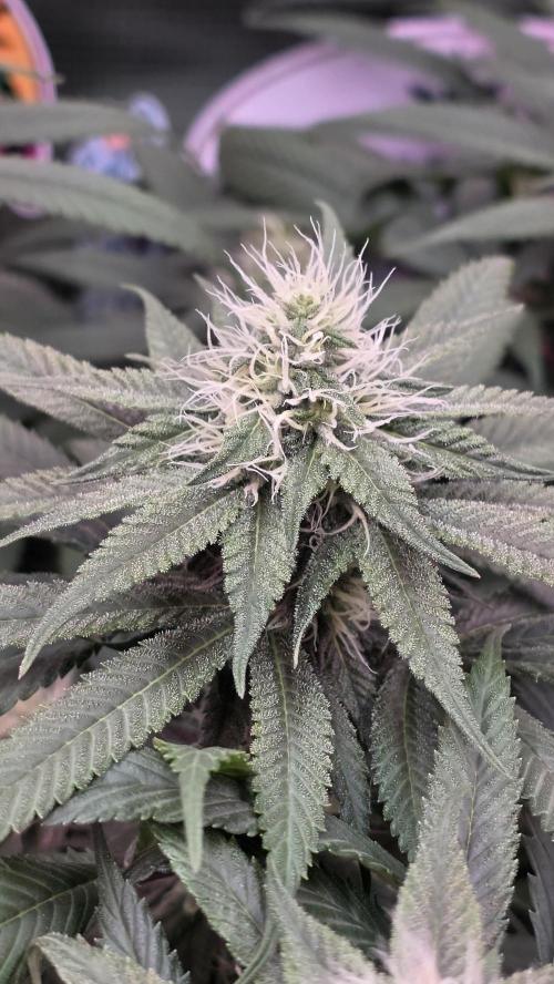 💙 Bubble's Blueberry F4. Week 10 - BW4 Tag 5