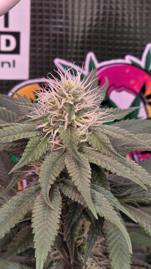 💙 Bubble's Blueberry F4. Week 10 - BW4 Tag 5