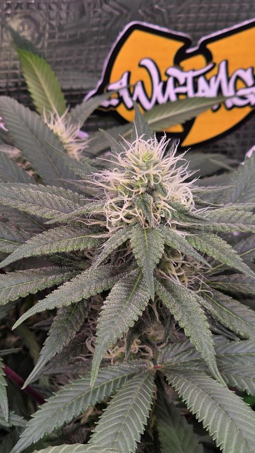 💙 Bubble's Blueberry F4. Week 10 - BW4 Tag 5