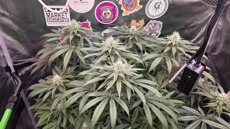 Bubble's Blueberry . Week 10