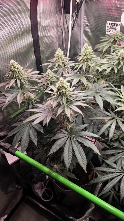 Slurricane #7 S1. Week 11