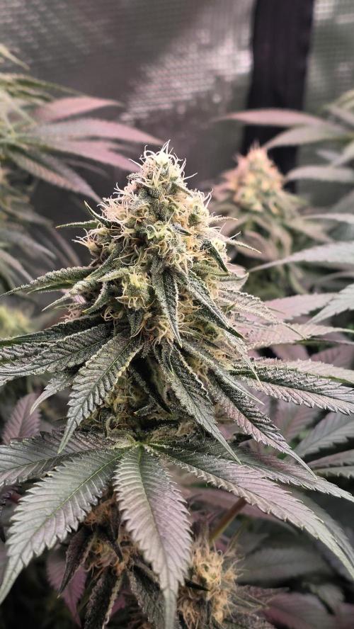 Slurricane #7 S1. Week 11