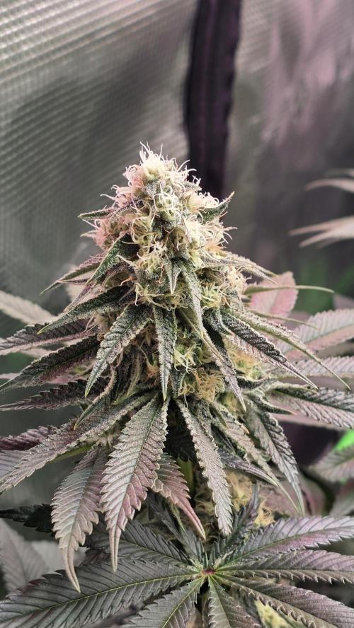 Slurricane #7 S1. Week 11