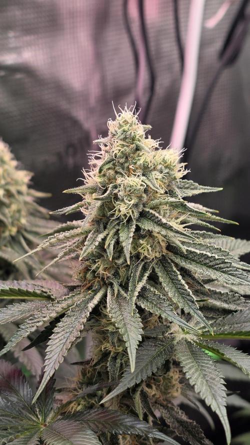 Slurricane #7 S1. Week 11