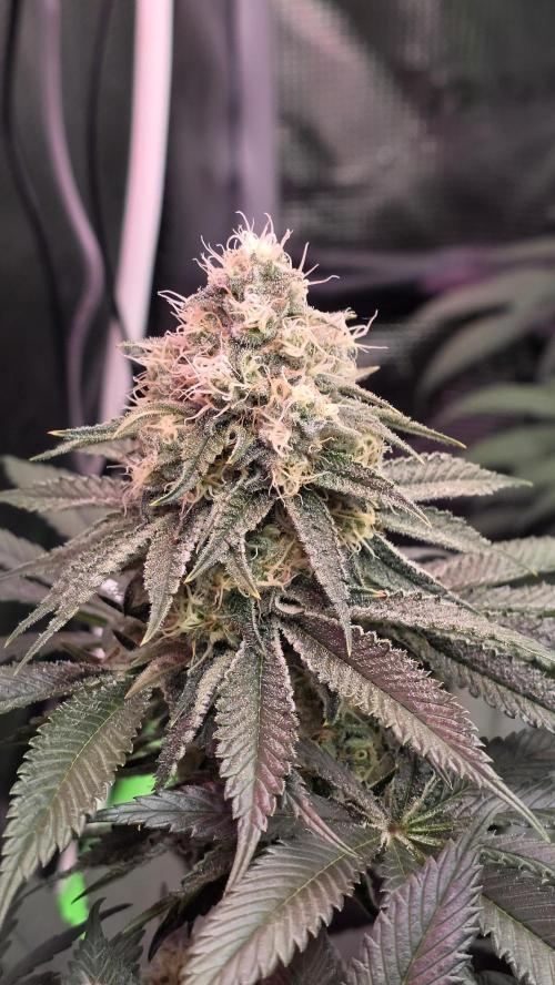 Slurricane #7 S1. Week 11