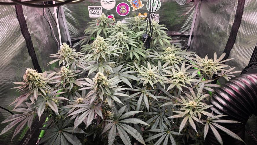 Slurricane #7 S1. Week 11