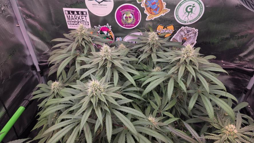 💙 Bubble's Blueberry F4. Week 11