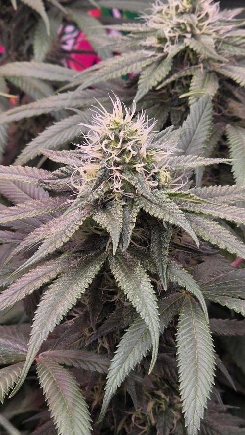 💙 Bubble's Blueberry F4. Week 11