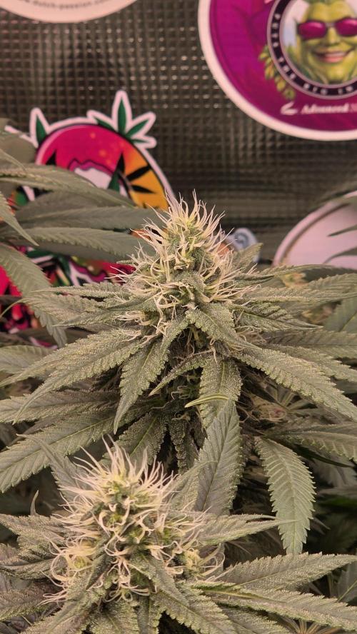 💙 Bubble's Blueberry F4. Week 11