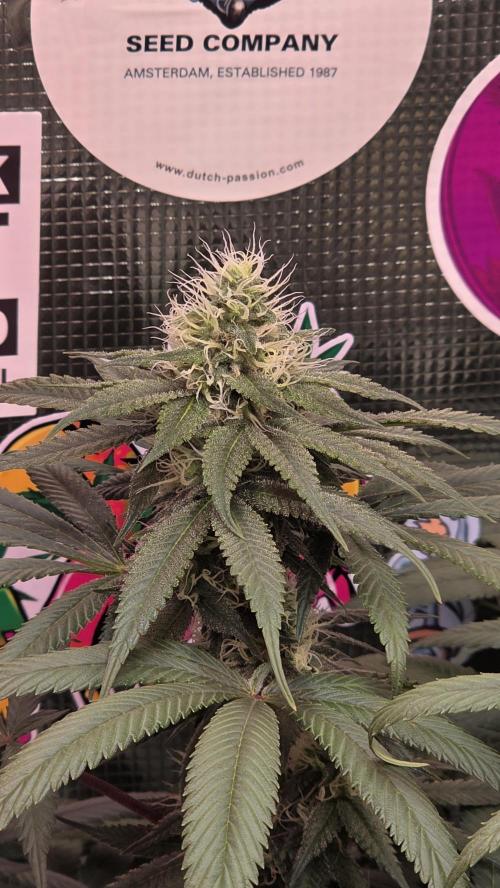 💙 Bubble's Blueberry F4. Week 11