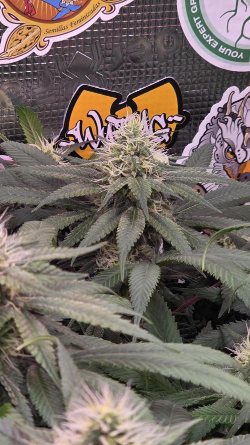 💙 Bubble's Blueberry F4. Week 11