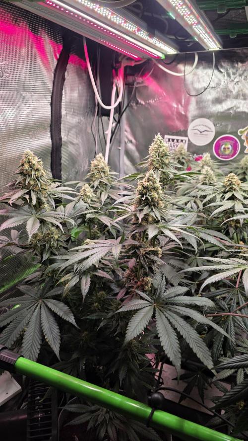 Slurricane #7 S1. Week 12