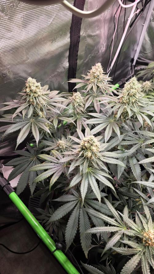 Slurricane #7 S1. Week 12