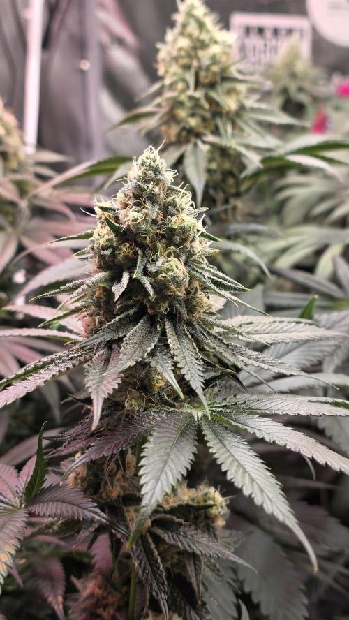 Slurricane #7 S1. Week 12