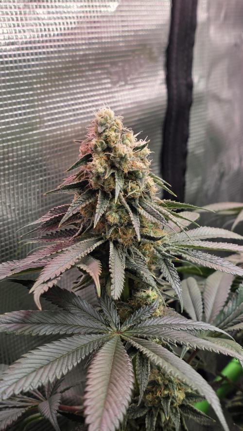 Slurricane #7 S1. Week 12