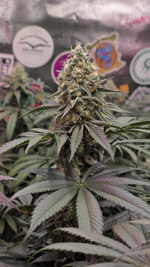 Slurricane #7 S1. Week 12