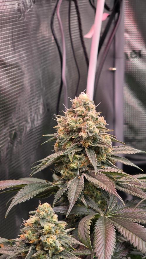 Slurricane #7 S1. Week 12