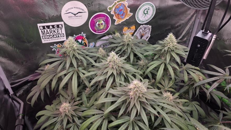 💙 Bubble's Blueberry F4. Week 12