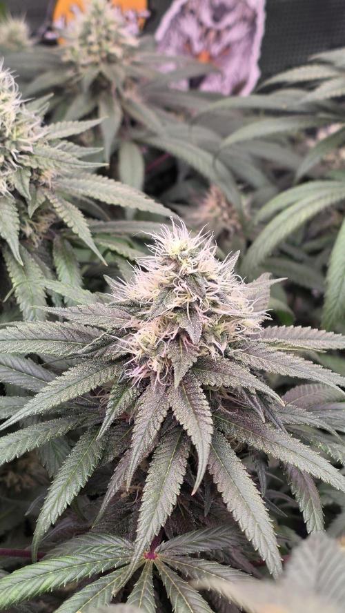 💙 Bubble's Blueberry F4. Week 12