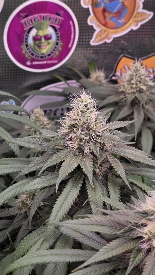 💙 Bubble's Blueberry F4. Week 12