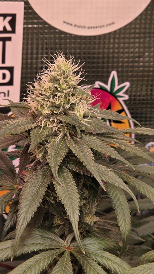 💙 Bubble's Blueberry F4. Week 12