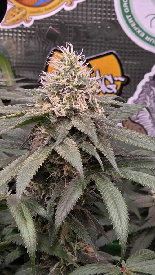 💙 Bubble's Blueberry F4. Week 12