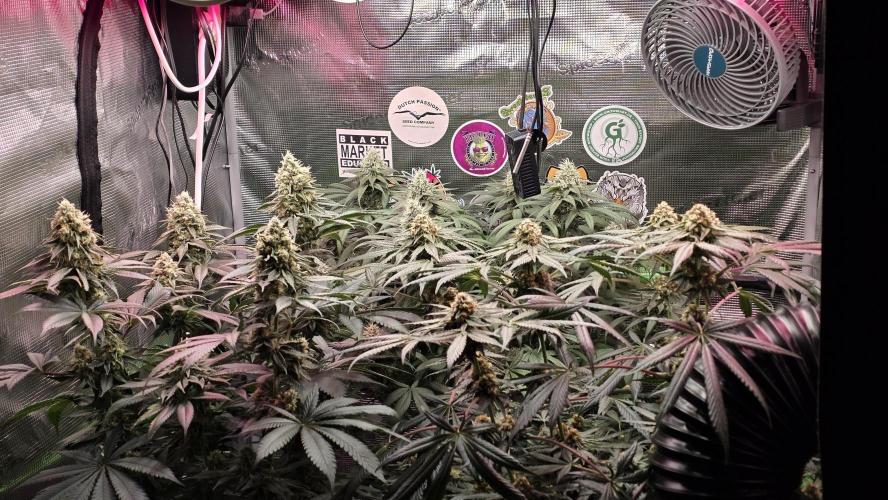💙 Bubble's Blueberry F4. Week 12