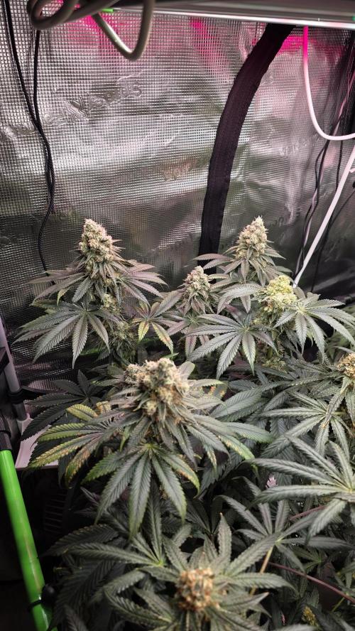 🍭Slurricane #7 S1. Week 13