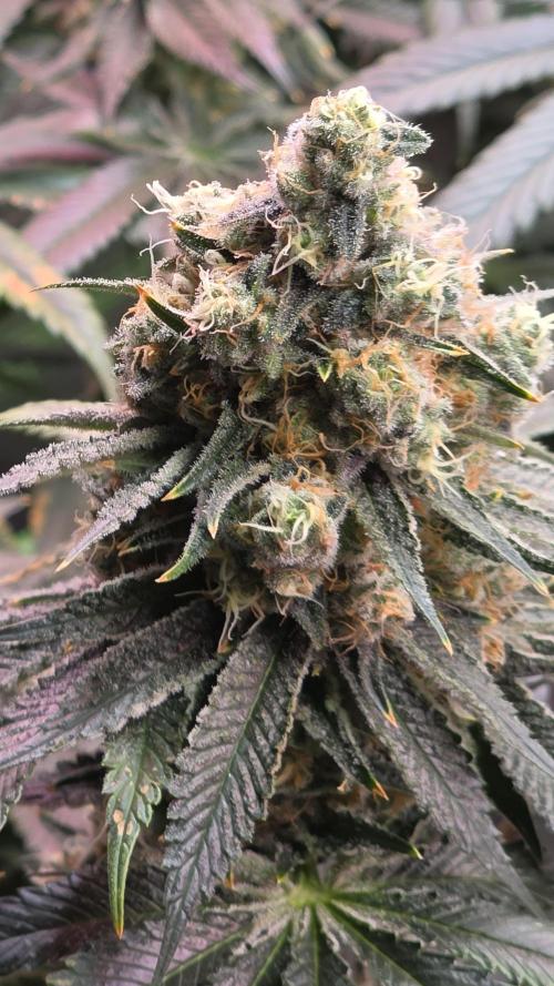 🍭Slurricane #7 S1. Week 13