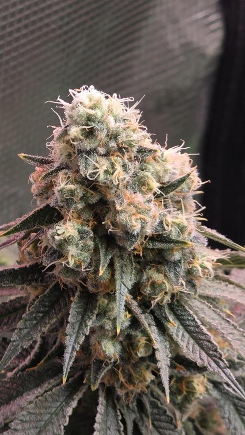 🍭Slurricane #7 S1. Week 13