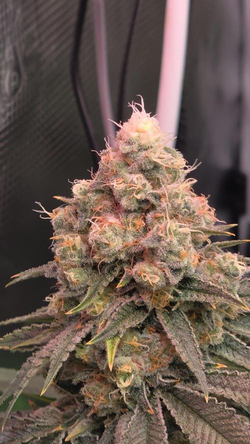 🍭Slurricane #7 S1. Week 13