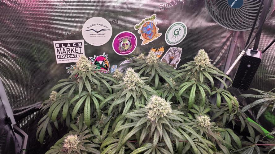 💙 Bubble's Blueberry F4. Week 13
