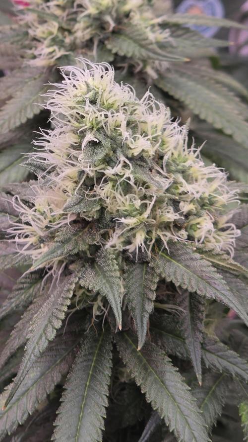 💙 Bubble's Blueberry F4. Week 13