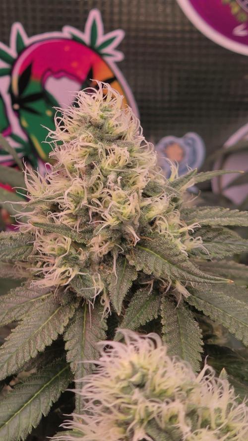 💙 Bubble's Blueberry F4. Week 13